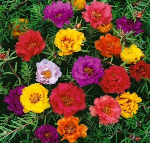 Moss rose seeds portulaca - rose,