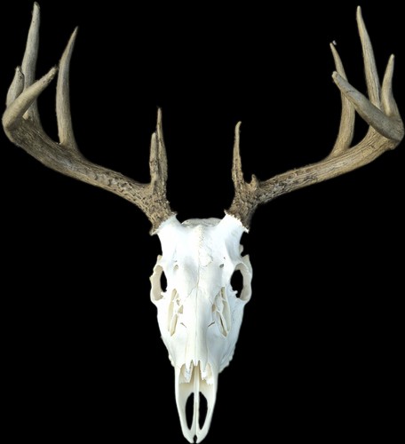 Trophy deer antlers horns wall - deer, antlers/horns