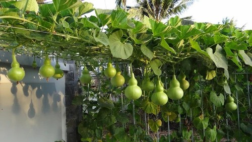 Bottle gourd seeds birdhouse - /,