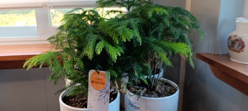 Norfolk island pines - pines,