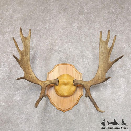 22353 moose antler - |,