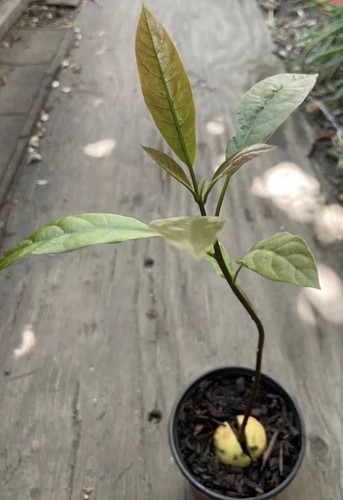 Avocado plant about 2to3 - avocado,