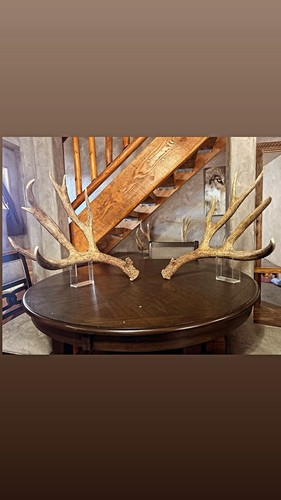 Giant mule deer - deer, shed