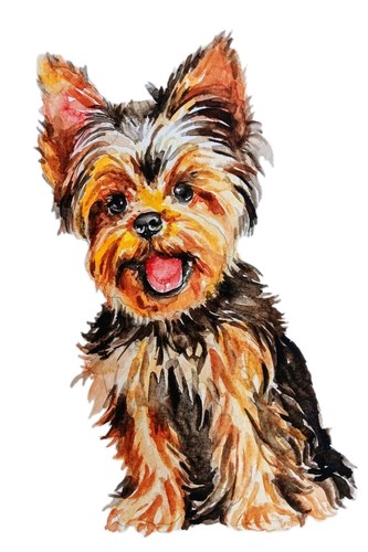 Yorkshire terrier dog art - terrier,