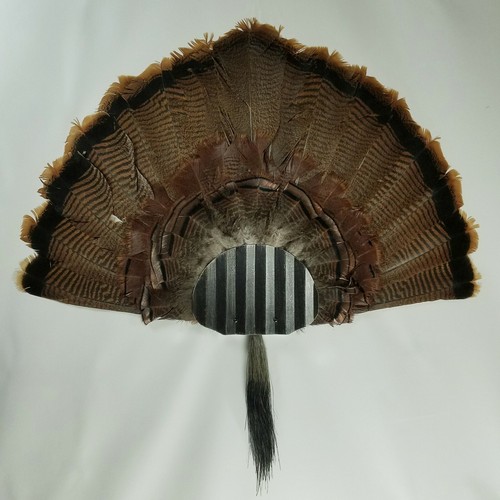 Turkey fan and - turkey,