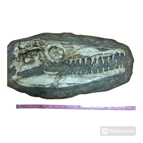 Mosasaur skull fossil - mosasaur,