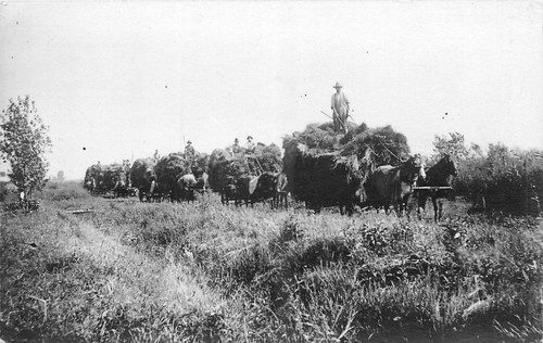 Rppc hay harvest horse drawn - rppc,