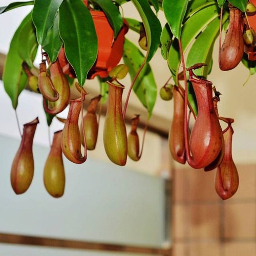 Nepenthes macfarlanei - macfarlanei, ~