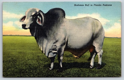 Florida pastures brahman - florida, pastures,