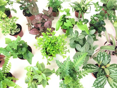 Mini terrarium plants - terrarium, (6