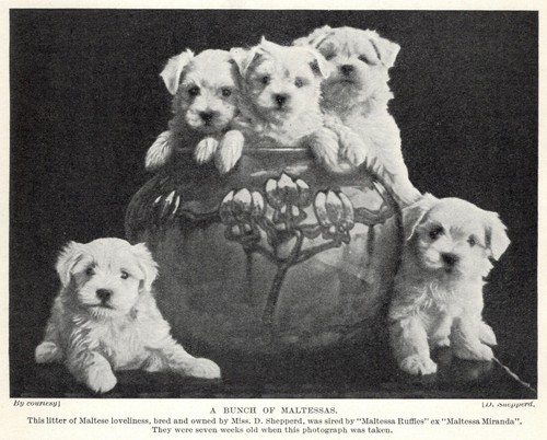 Maltese bunch 1934 vintage - "bunch",