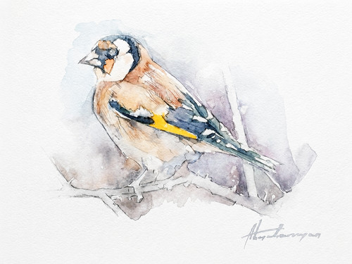Goldfinch