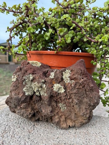 One large red lava - one,
