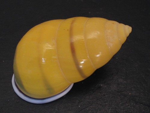 Amazing colors amphidromus - amazing, colors...amphidromus