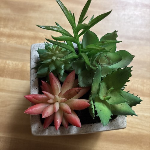 Fake succulent plant with - succulent,