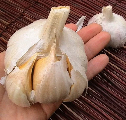 Elephant garlic huge bulbs - elephant,