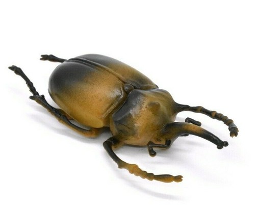 Elephant beetle very nice - very,