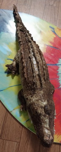 Sunny company toys alligator - &,