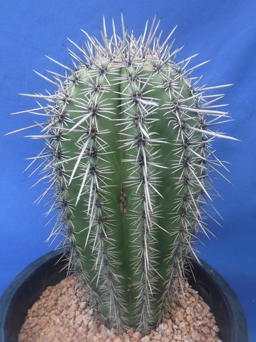 Saguaro cactus large plant - saguaro,