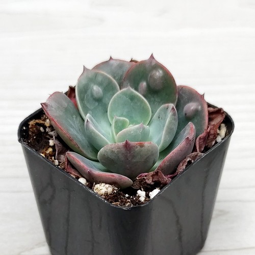 Succulent plant echeveria - succulent,