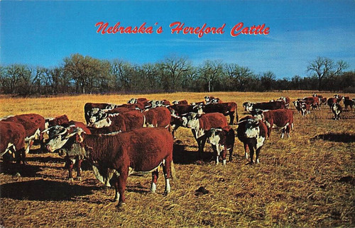 Postcard herd hereford - of,