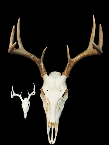 Printed montana deer - printed,