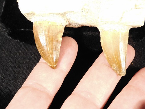 Cretaceous era mosasaurus jaw - cretaceous,