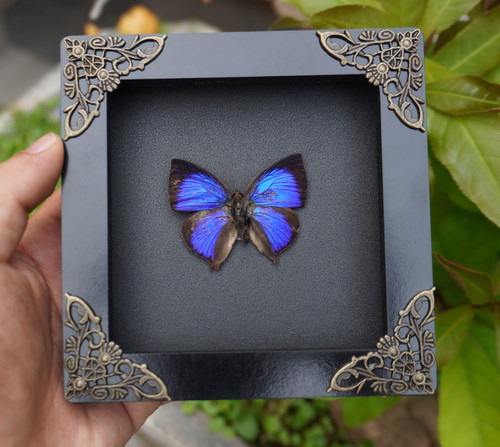 Real butterfly frame - butterfly, dried