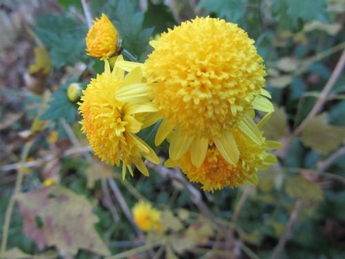 Plants yellow mums - 2,