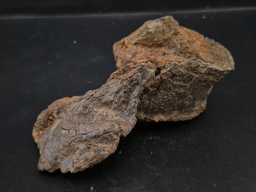 Fossil skull unknown - fossil, avain