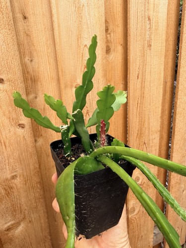 Epiphyllum orchid cactus - orchid,