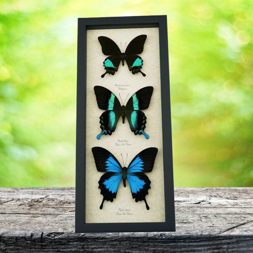 Butterfly trio papilio blumei - butterfly,
