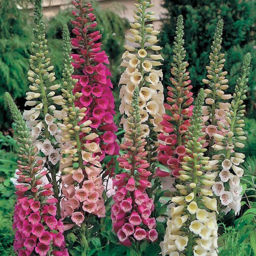 Foxy mix foxglove seeds - foxy,