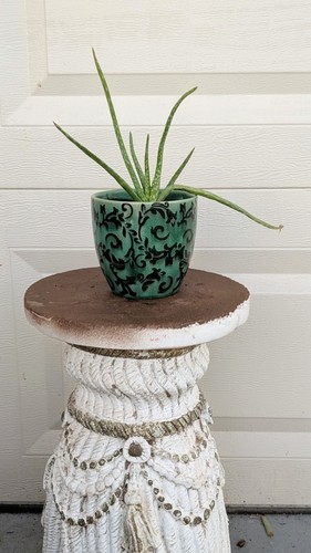 Live aloe vera plant - vera, in