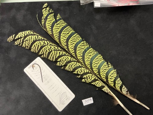 Lady amherst pheasant tail - amherst's,