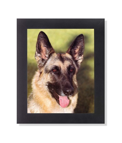 German shepherd puppy dog - german,