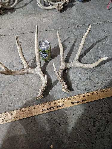 Wild point whitetail deer - wild, ia