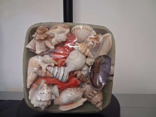 Vintage seashell collection - ,