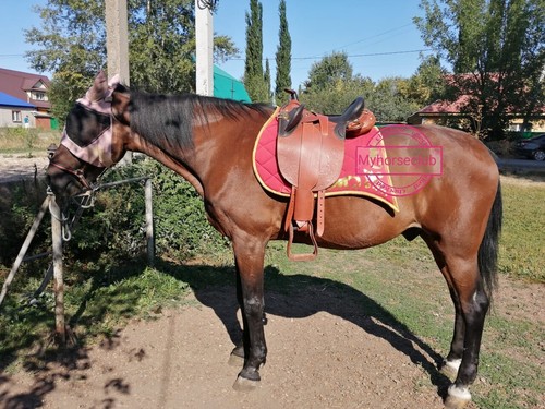Australian stock leather - australian, horse