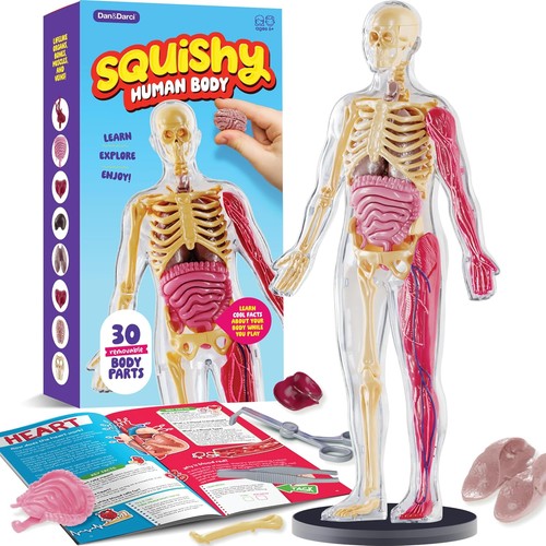 Dan darci human anatomy - human,