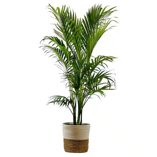Gal palm cataractarum - 1.9,