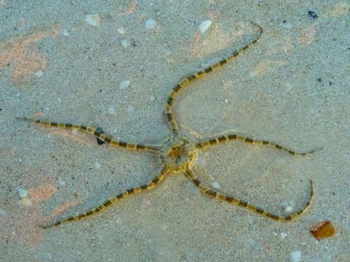 Live bristle starfish - bristle, clean-up