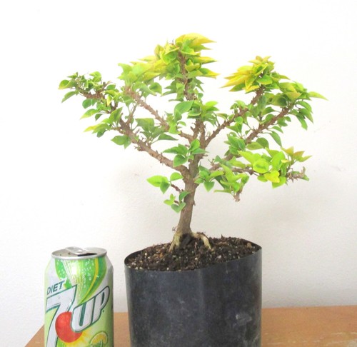 Gold pixie bougainvillea for - pixie,