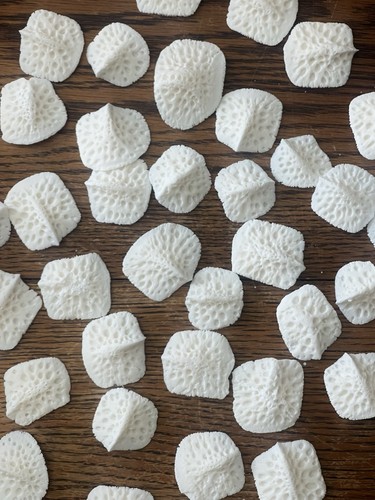 Assorted alligator scutes - alligator,