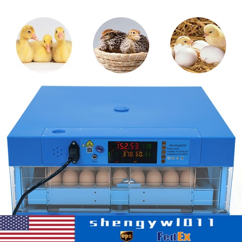 Chicken quail chick hatcher - chick,