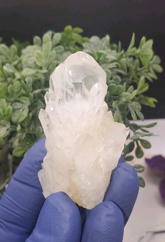 48g pineapple white backbone - 48g,