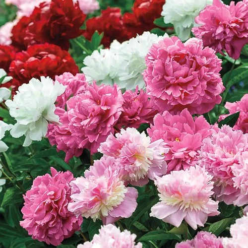 Peony double flowering mix - peony, 2