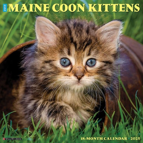 Just maine coon kittens 2025 - just,