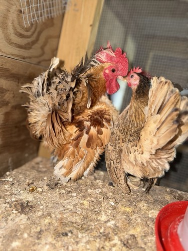 Dozen serama chicken - 12, a