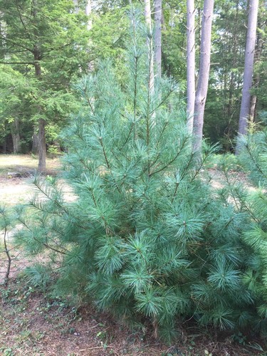 Eastern white pine - 24"-30",